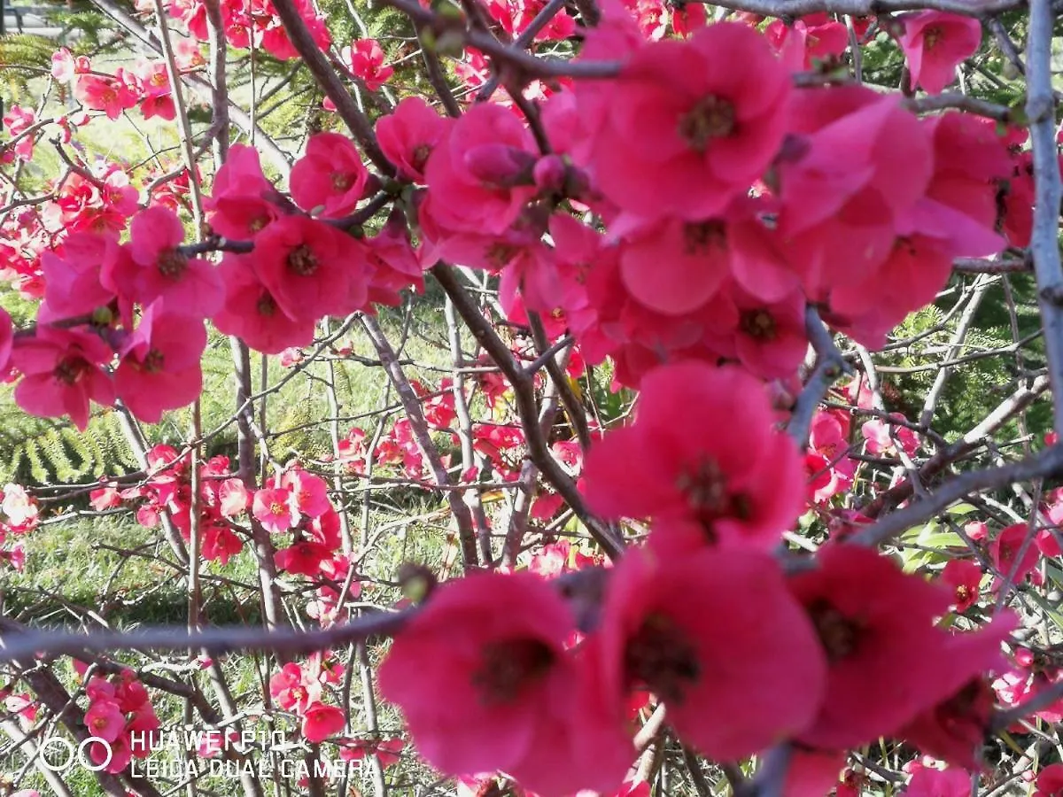 B&B Fiori Di Pesco Fertilia 2*,  Italien
